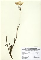 藏品(四翅月見草)的圖片